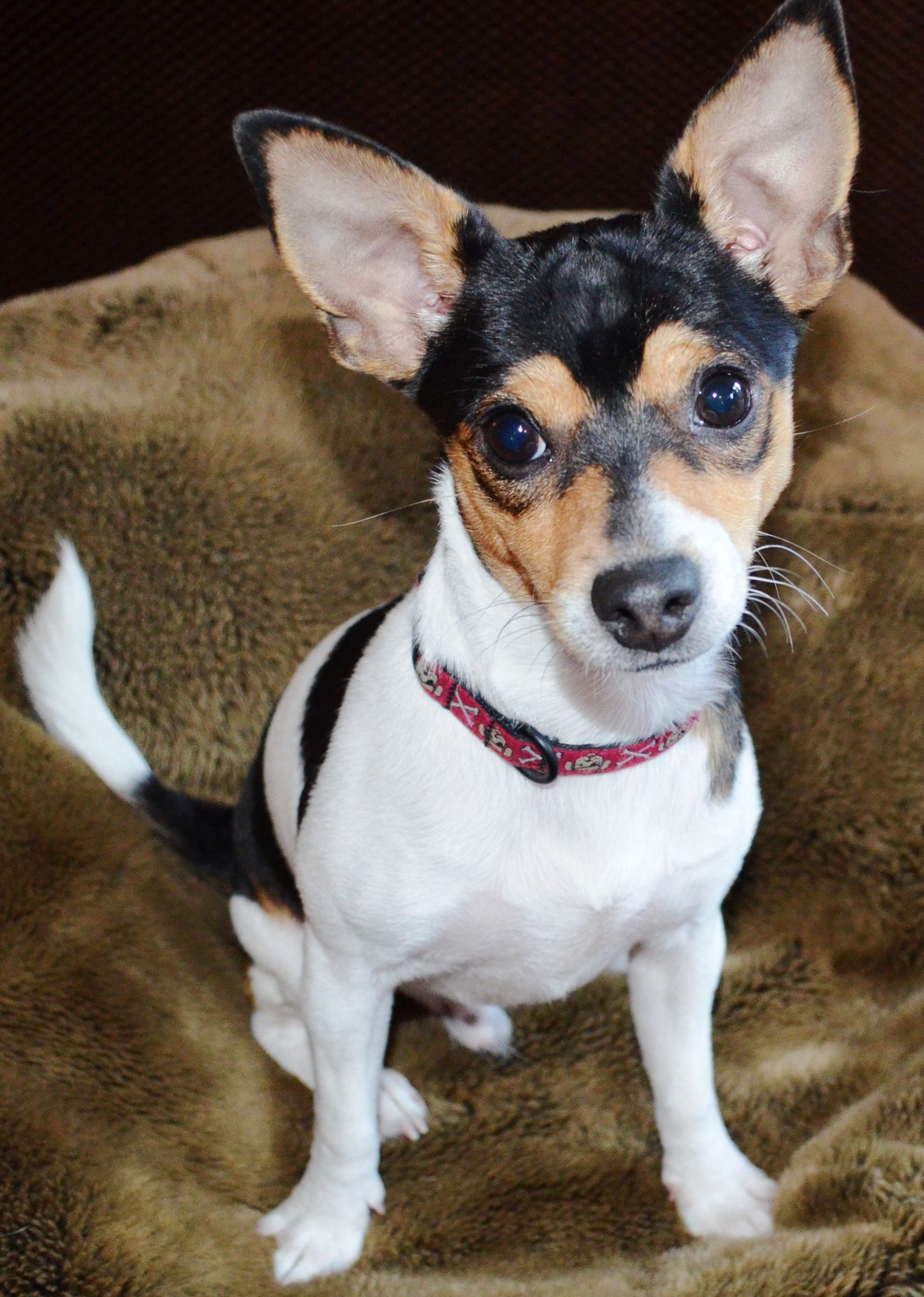 Chihuahua and Rat Terrier Mix